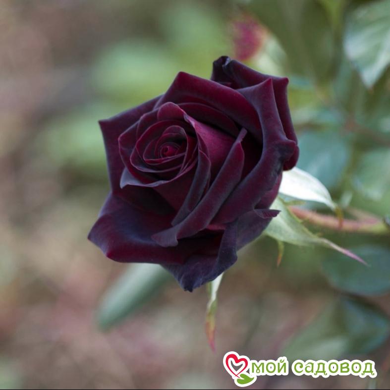 Роза чайно-гибридная Блэк Баккара