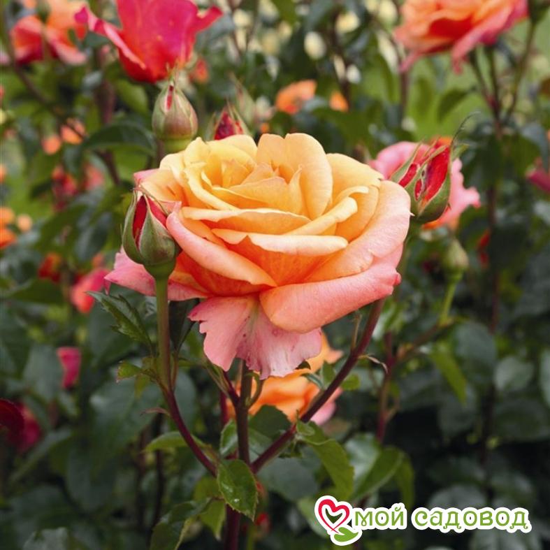 Роза чайно-гибридная Черри Бренди