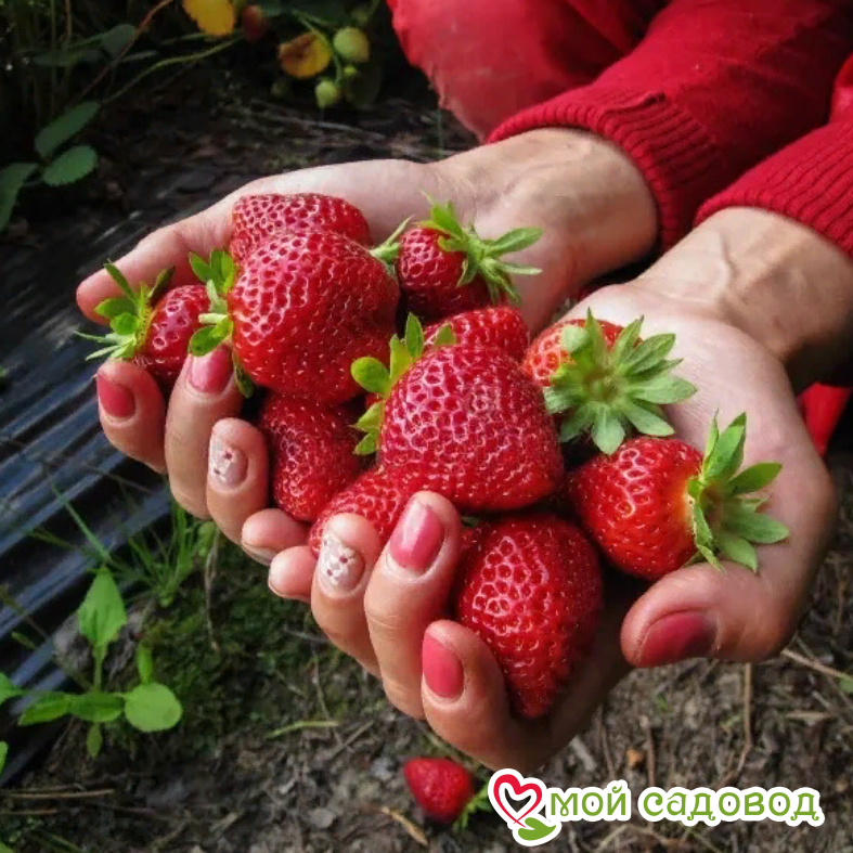 Клубника Эверли