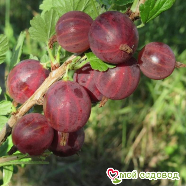 Крыжовник Неслуховский