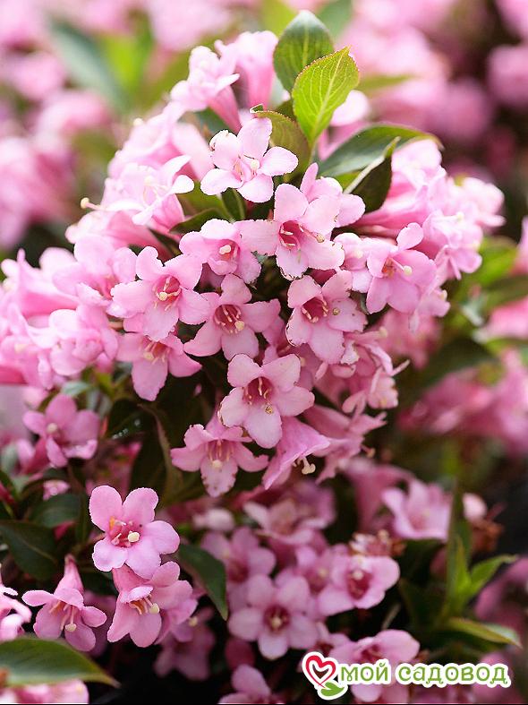 Вейгела цветущая "Розеа"