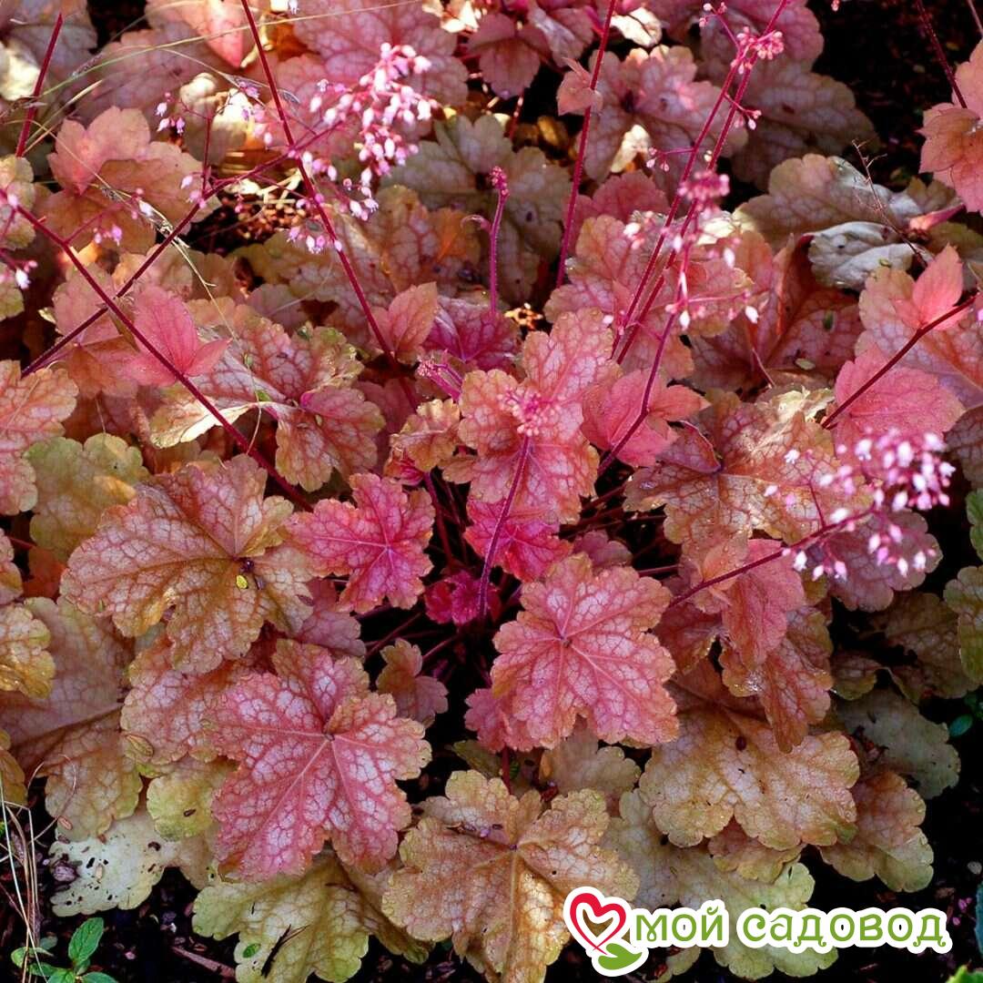 Гейхера Касис