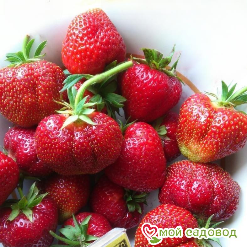 Клубника садовая Вима Занта